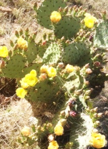 Prickly Pear Cactus (Tumacácori Mountains of Southern Arizona)